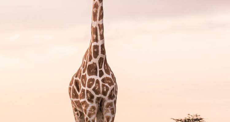 Eine einsame Giraffe vor einem rosa Himmel.