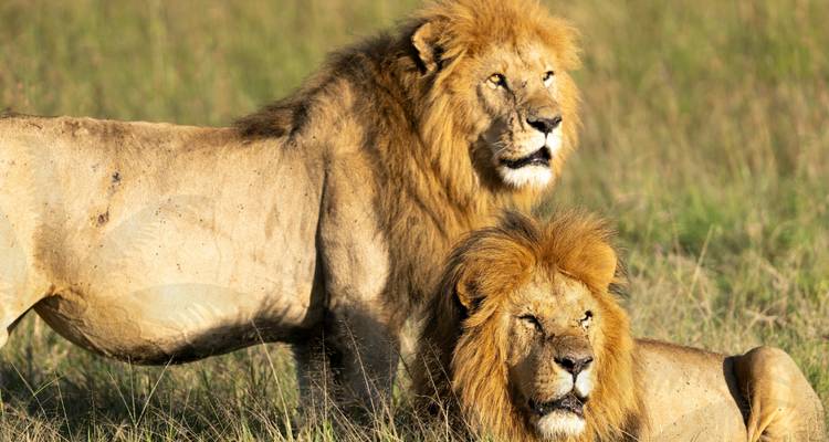 Two lions resting in grassy savannah.
