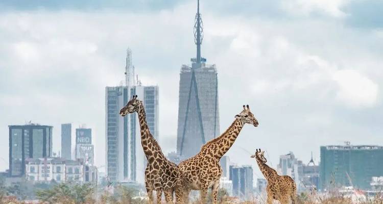 Giraffes with city skyline in the background.