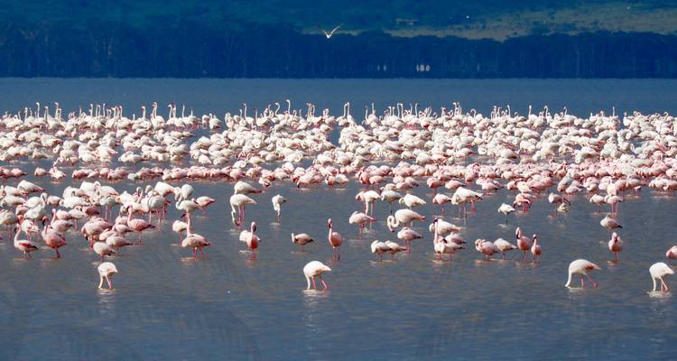 Large group of flamingos in a lake.