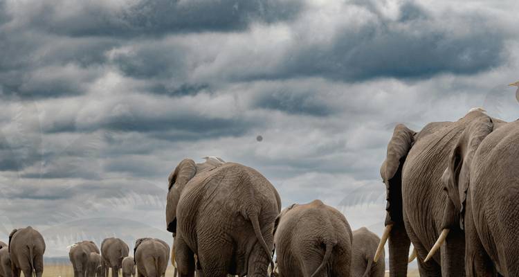 Herd of elephants walking away under cloudy sky.