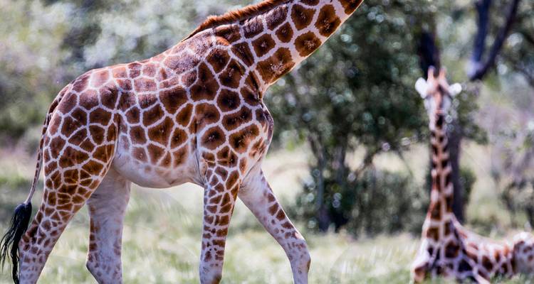 Giraffe walking in the savannah with another in the background.