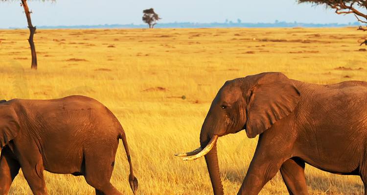 Elephants walking across grassy plains.