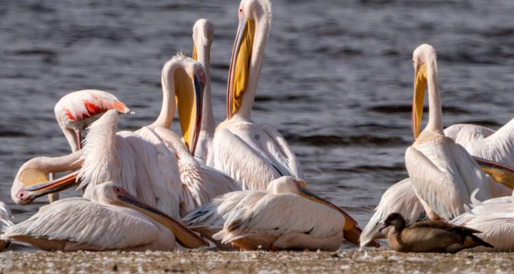 Pelicans gathered by the water.