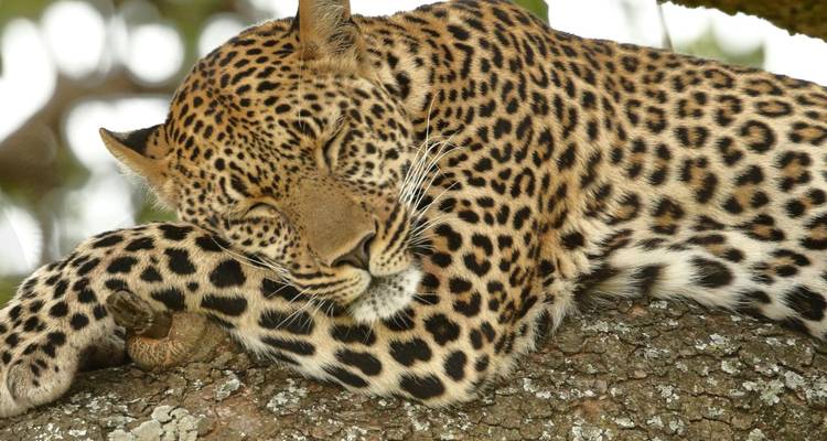 Leopard resting in a tree.