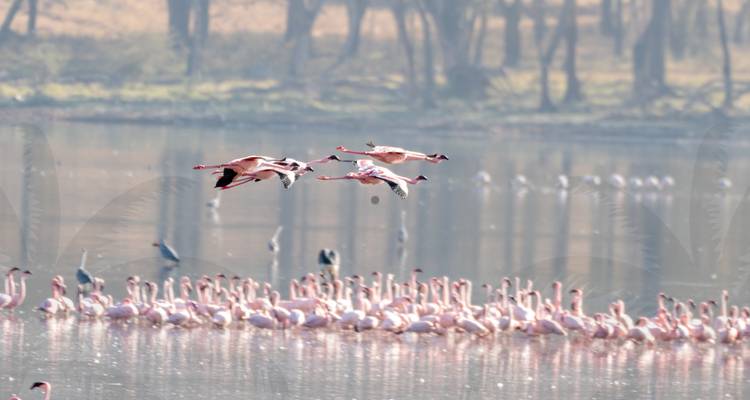 Flamingos flying over lake with more in the water.