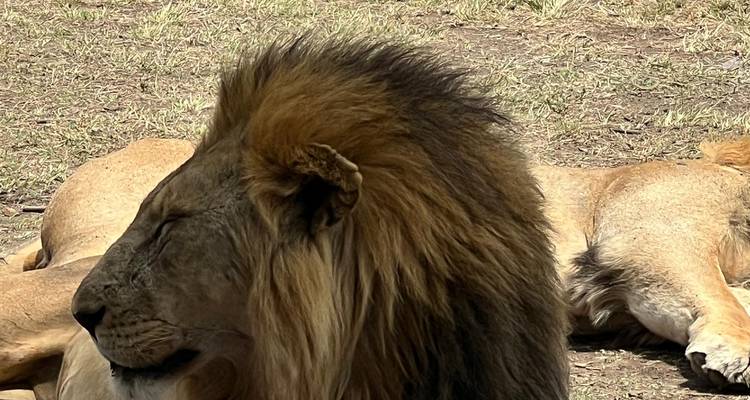 Lions resting in the grass.