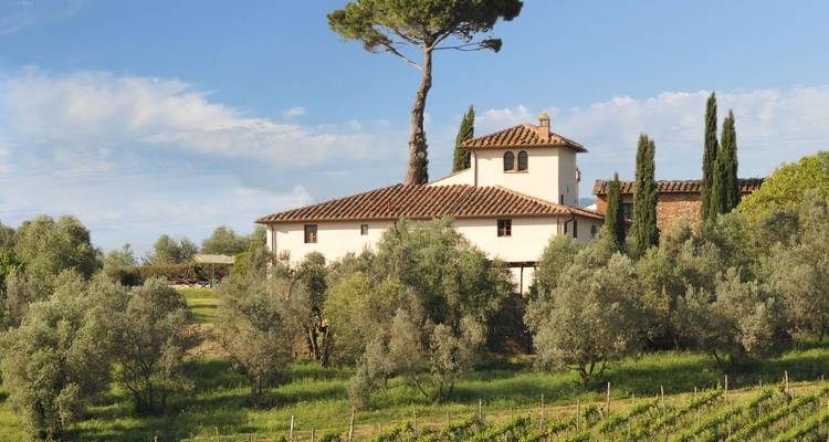 Vue panoramique d'une villa entourée d'oliviers et de vignobles.