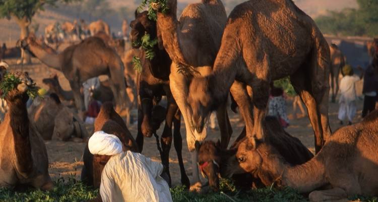 Cycling Through Rajasthan - Exodus Adventure Travels 3