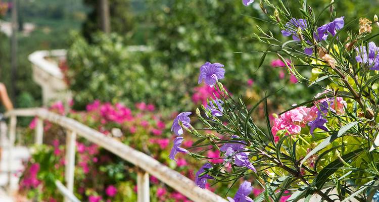 Nahaufnahme von bunten Blumen in einem Garten.