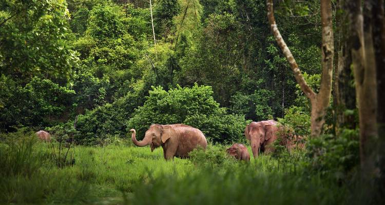 Elefanten grasen in üppigem grünen Wald