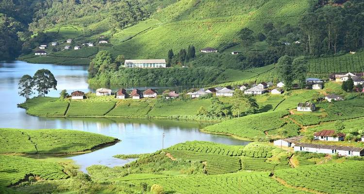 Teeplantagen mit üppigem Grün und See