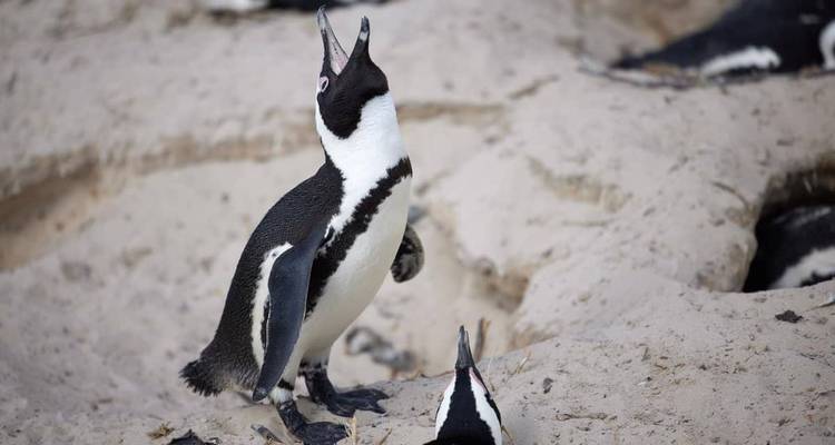 Pingüinos en una playa arenosa.