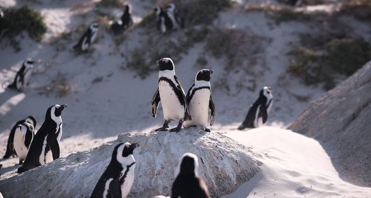 Grupo de pingüinos en rocas.