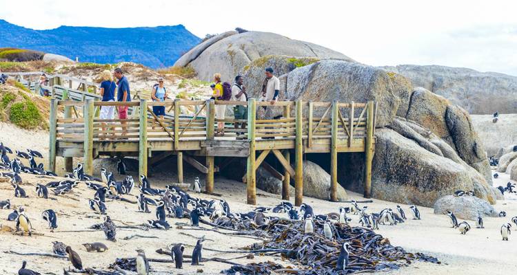 Turistas observando pingüinos desde un paseo marítimo.
