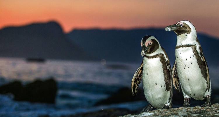 Dos pingüinos sobre rocas al atardecer.