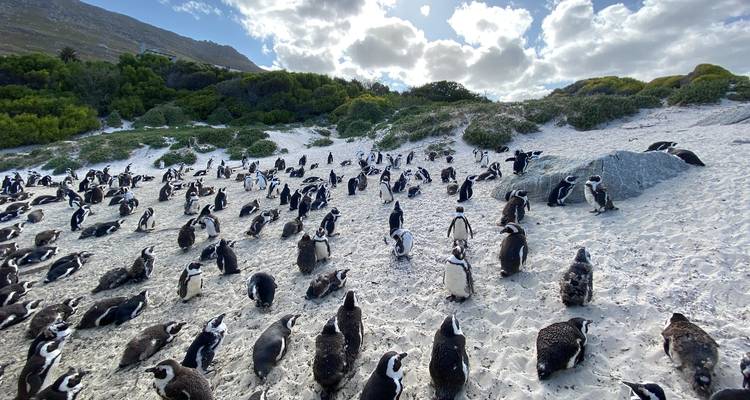Colonia de pingüinos en una playa iluminada por el sol.