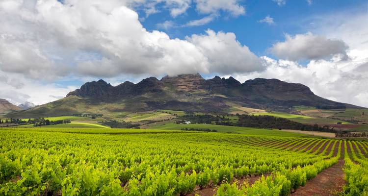 Viñedo exuberante bajo un cielo nublado con montañas.