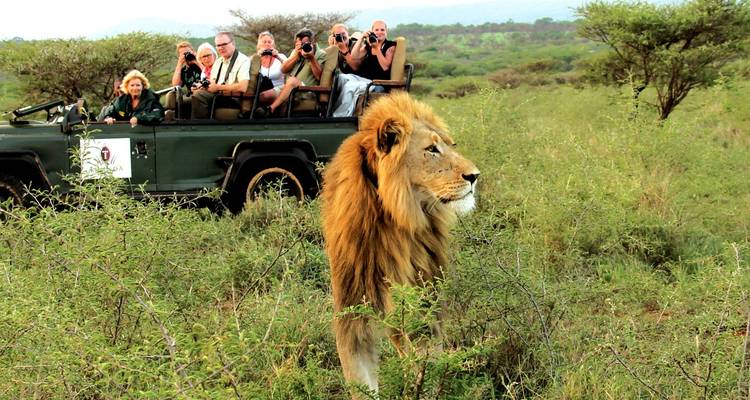 Safari con una vista de cerca de un león.