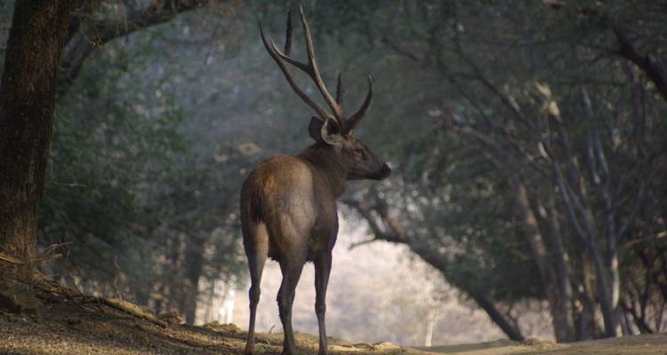Ein einsamer Hirsch mit Geweih steht auf einem Waldweg und blickt zurück.