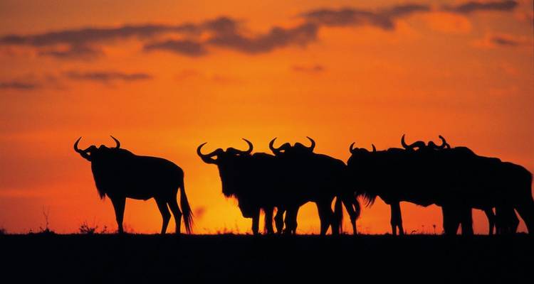Silhouette von Gnus vor einem orangefarbenen Sonnenuntergang.