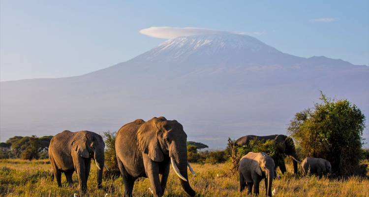 Elefanten in der Savanne mit einem Berg im Hintergrund.