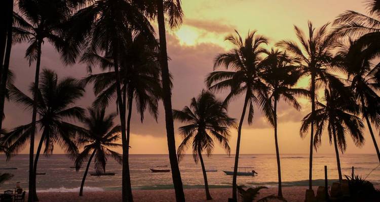 Palmen, die sich gegen einen leuchtenden Sonnenuntergang abzeichnen.