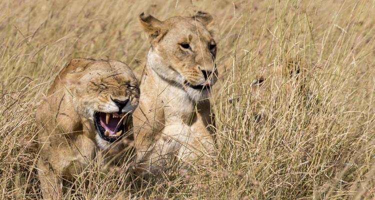 Zwei Löwinnen ruhen im hohen Gras.
