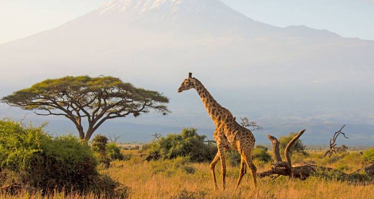 Eine Giraffe, die vor einer Bergkulisse läuft.
