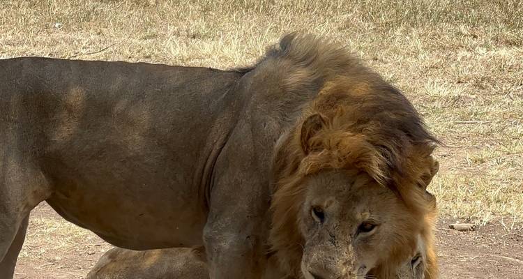 Lions resting in the grasslands
