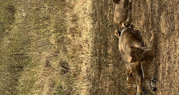 Lioness and cubs lying in the shade