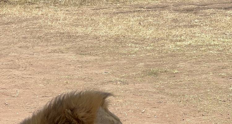 Lion in the grassland looking down