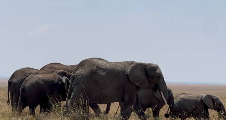 Herd of elephants walking through savannah