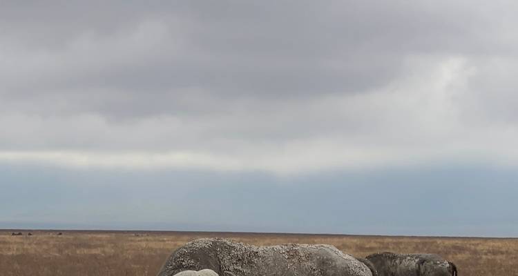 Elephants grazing under an overcast sky