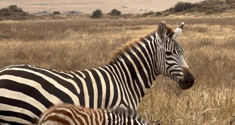 Zebra in grassy savannah area