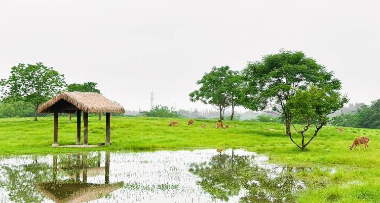 Champ vert avec un petit abri et des cerfs visibles, se reflétant dans un plan d'eau.