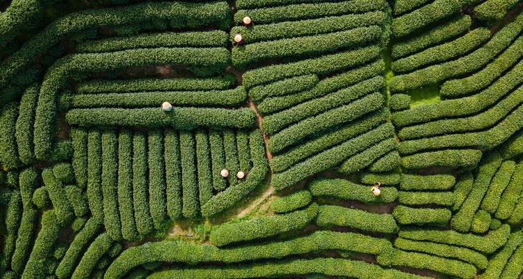Vue aérienne d'une plantation de thé verdoyante avec des ouvriers s'occupant des plants.