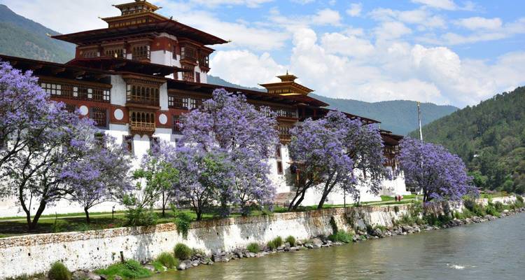 Magnifique Punakha Dzong entouré de jacarandas en fleurs.