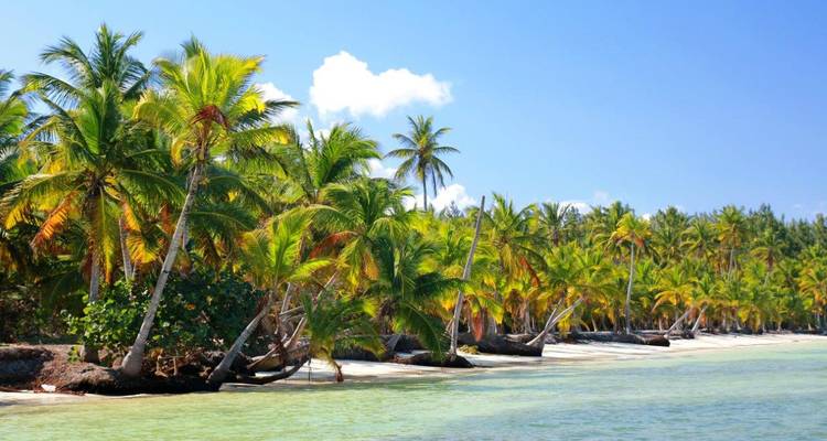 Tropisch strandtafereel met palmbomen en helder water.