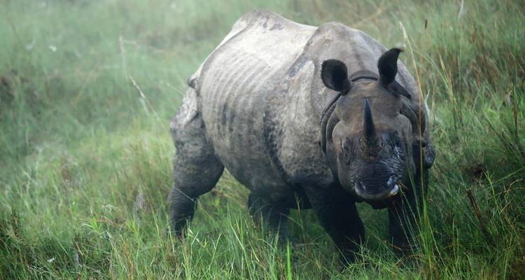 Rinoceronte solitario en hierba alta dentro de una reserva natural.