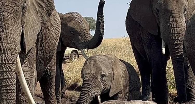 Gruppe von Elefanten mit einem Kalb in der Savanne.