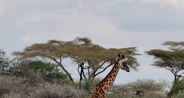 Giraffe zwischen Bäumen in einer Savannenlandschaft.