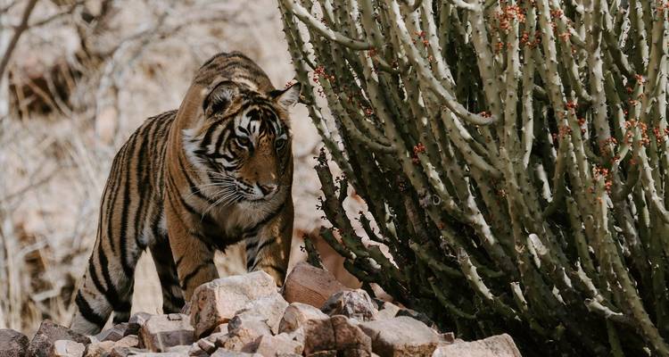 Un tigre marchant près d'un buisson dans la nature sauvage.