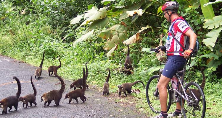Homme à vélo entouré de coatis sur la route.