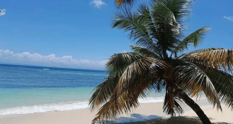 Palmeras en una playa de arena con un mar azul claro.