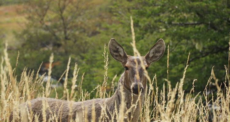 Gros plan d'un cerf qui regarde à travers les hautes herbes.