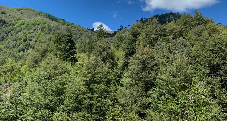 Paysage de forêt verdoyante luxuriante.