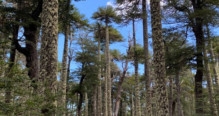 Grands arbres dans une forêt avec un ciel bleu.