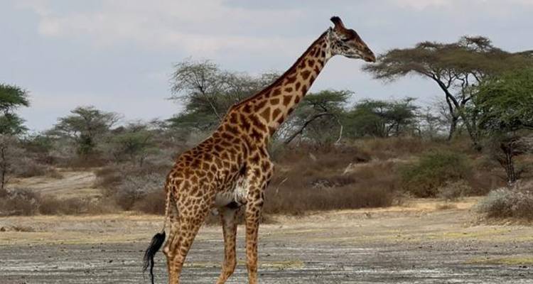 A giraffe walking in a savannah landscape.