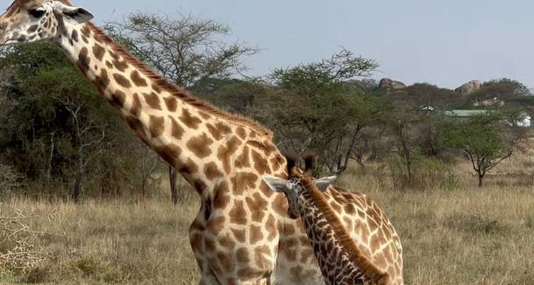 A young giraffe nuzzling an adult giraffe in the savannah.
